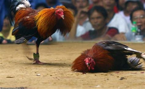 Davao City probes cockfight derby operation .